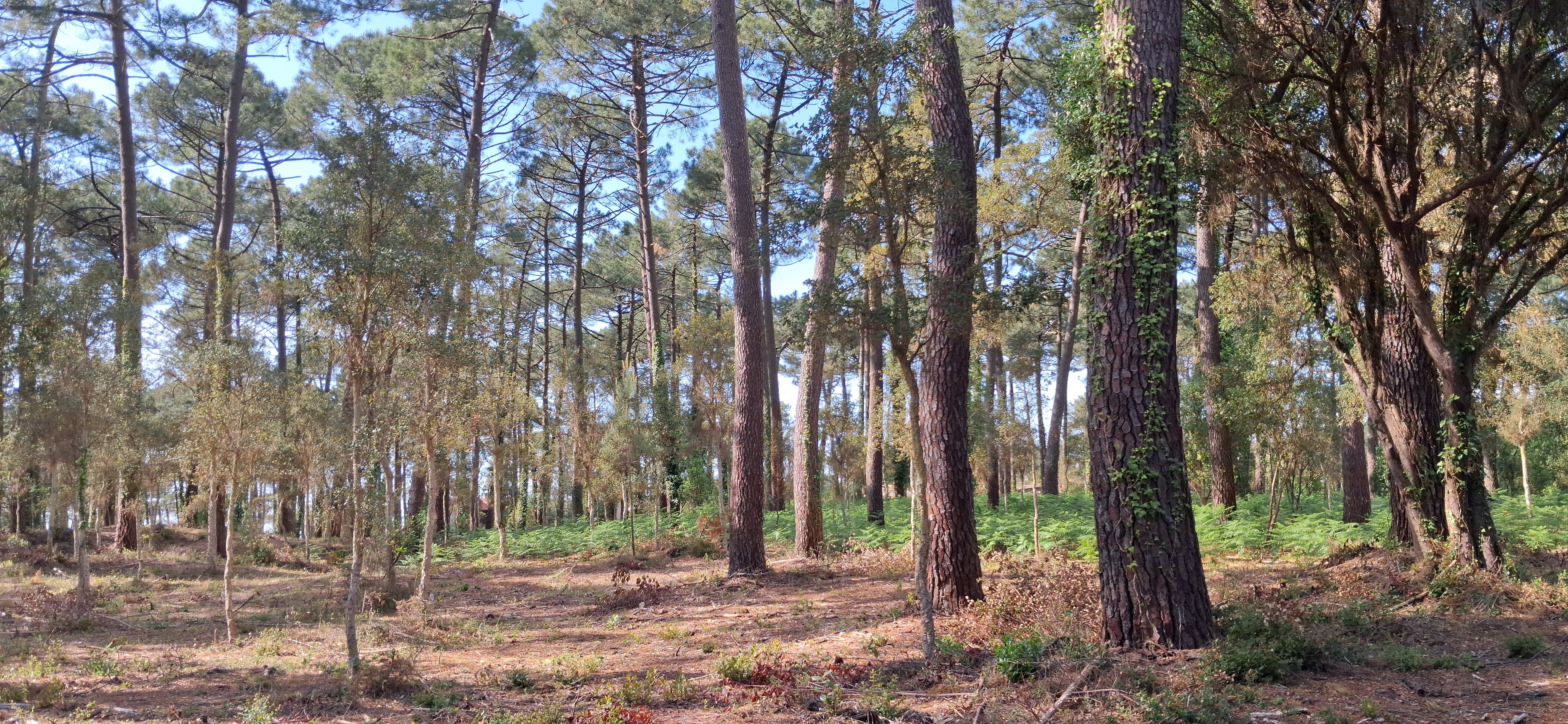 Forêt des Landes. Photo © sonneur